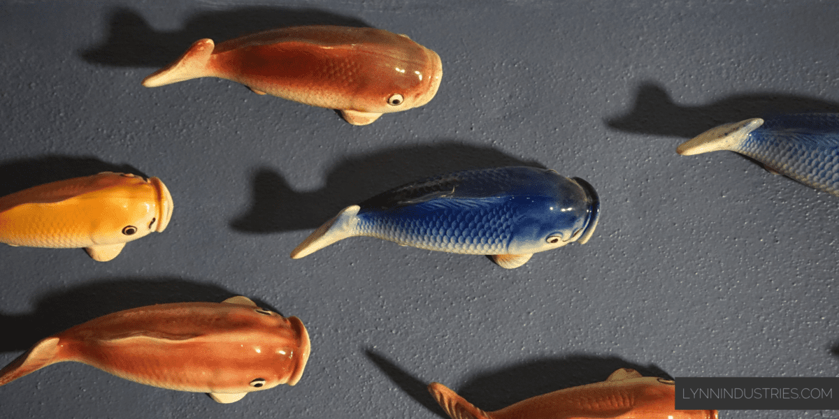 Team Onboarding Fishes
